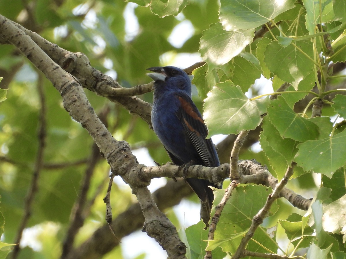 Blue Grosbeak - ML621915176