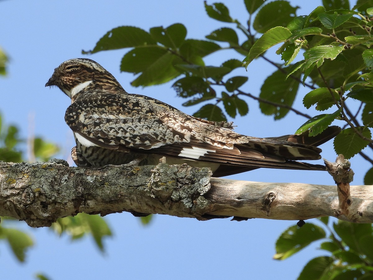 Common Nighthawk - ML621915180