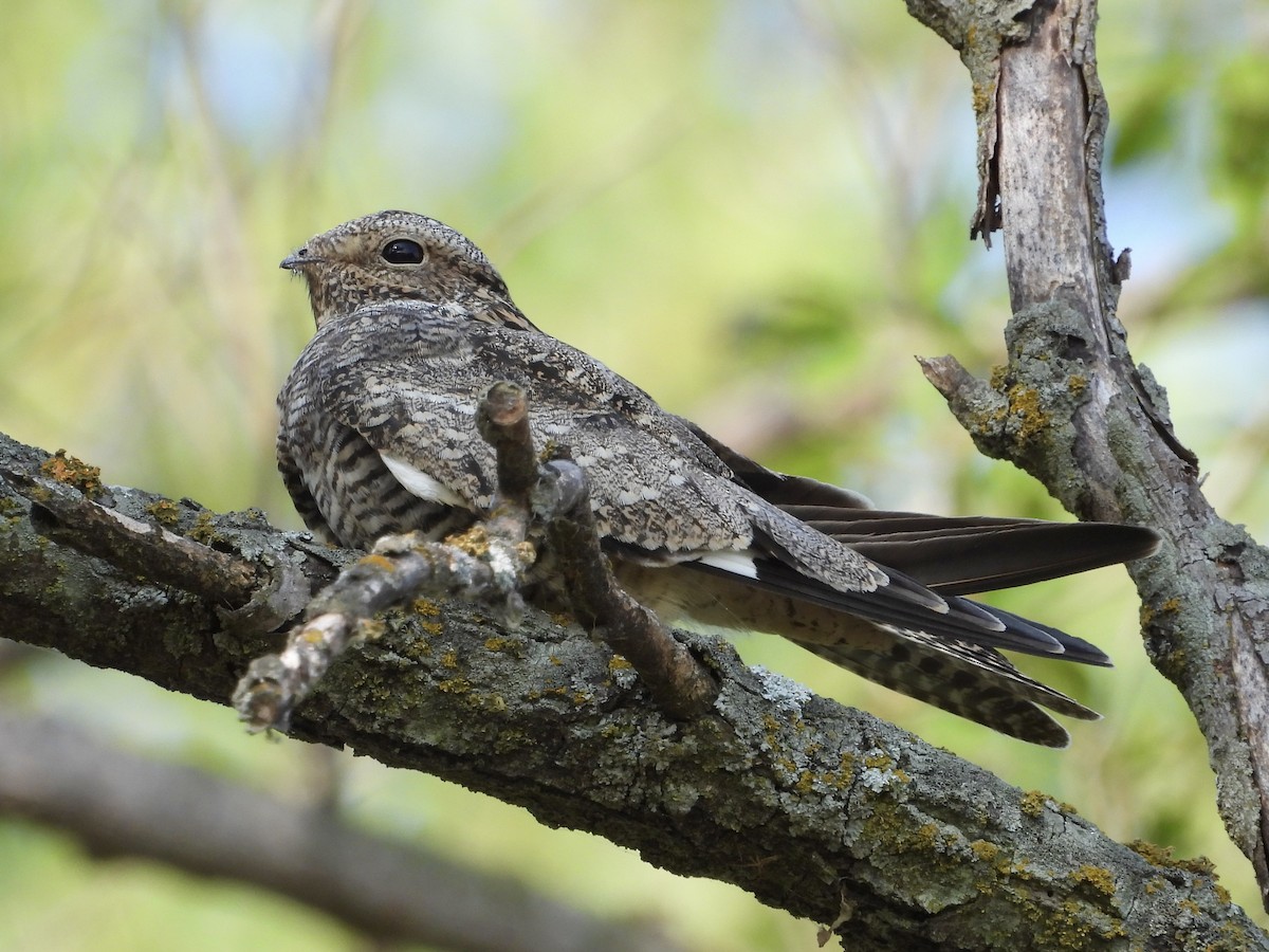 Common Nighthawk - ML621915187