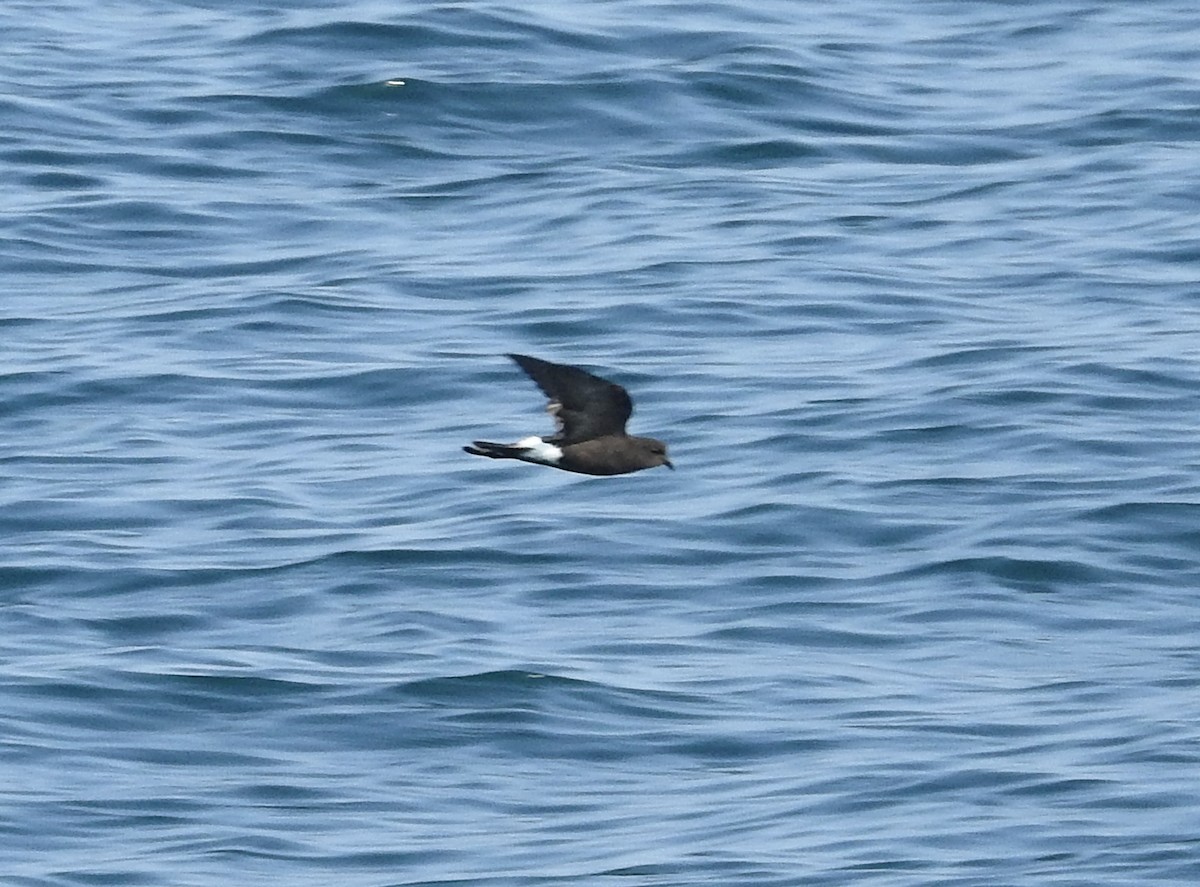 Wilson's Storm-Petrel - ML621915238