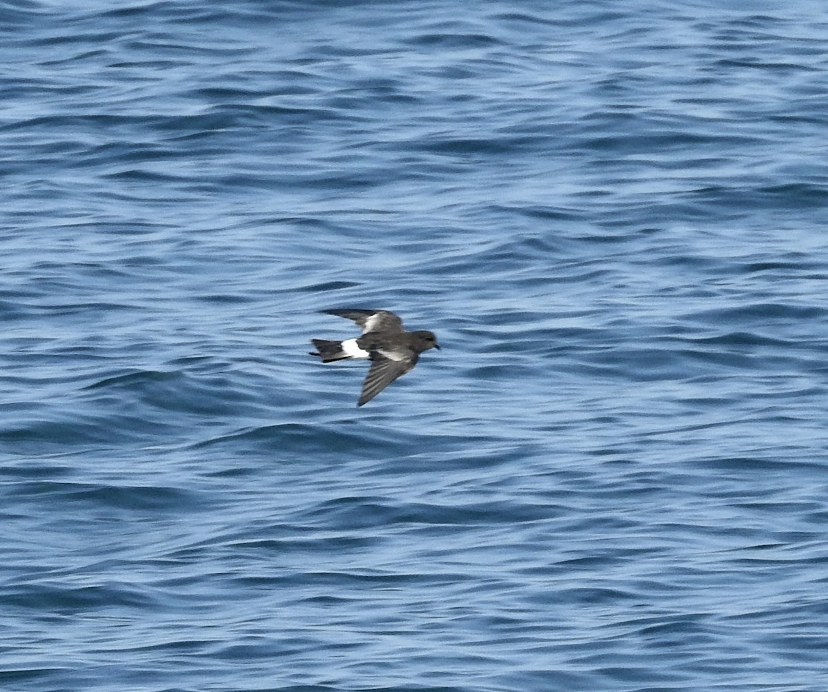 Wilson's Storm-Petrel - ML621915241