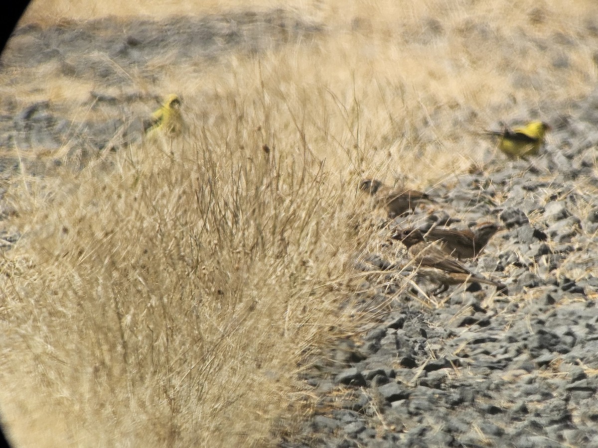 Chipping Sparrow - ML621915279