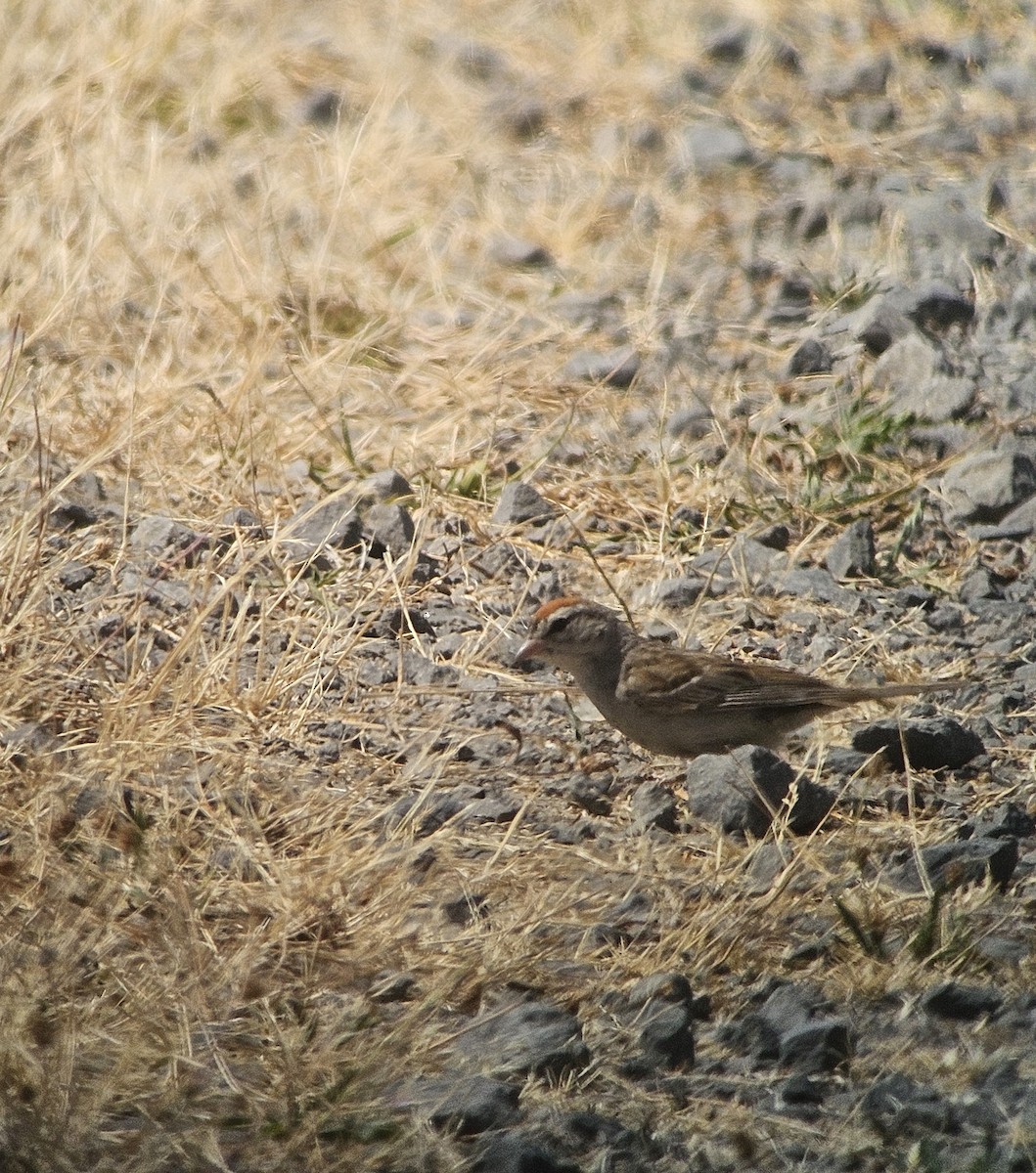 Chipping Sparrow - ML621915292