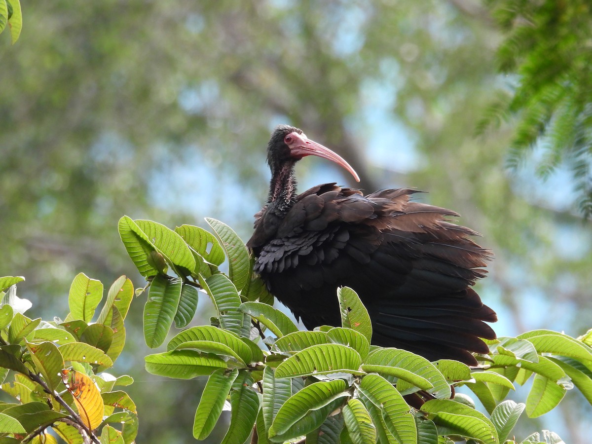 Bare-faced Ibis - ML621915301