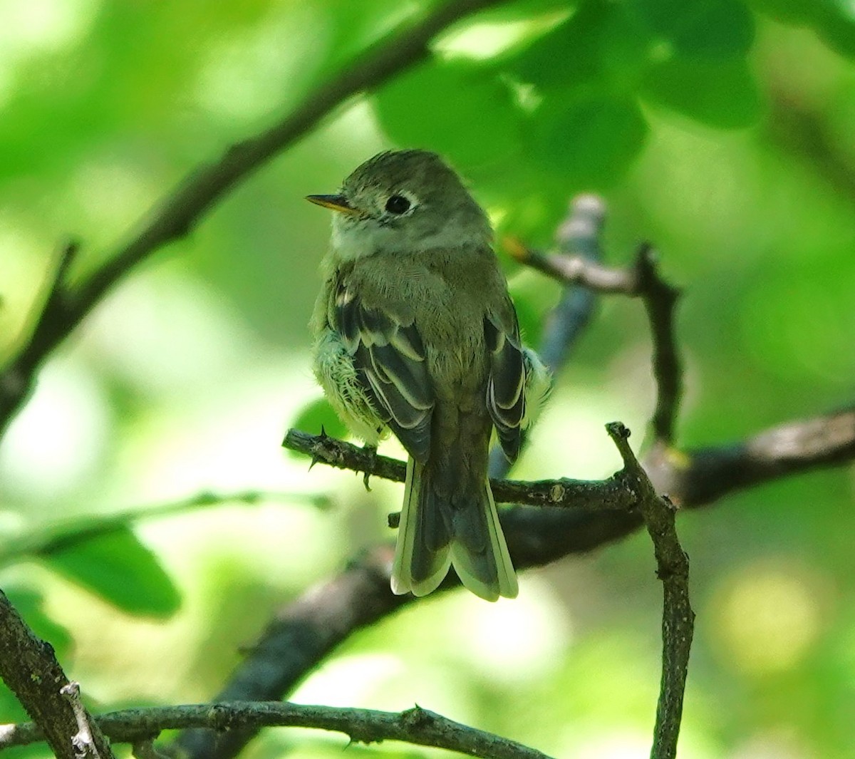 Western Flycatcher - ML621915401