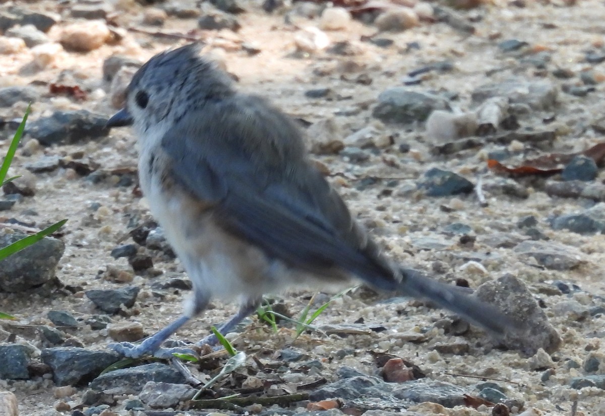Tufted Titmouse - ML621915419