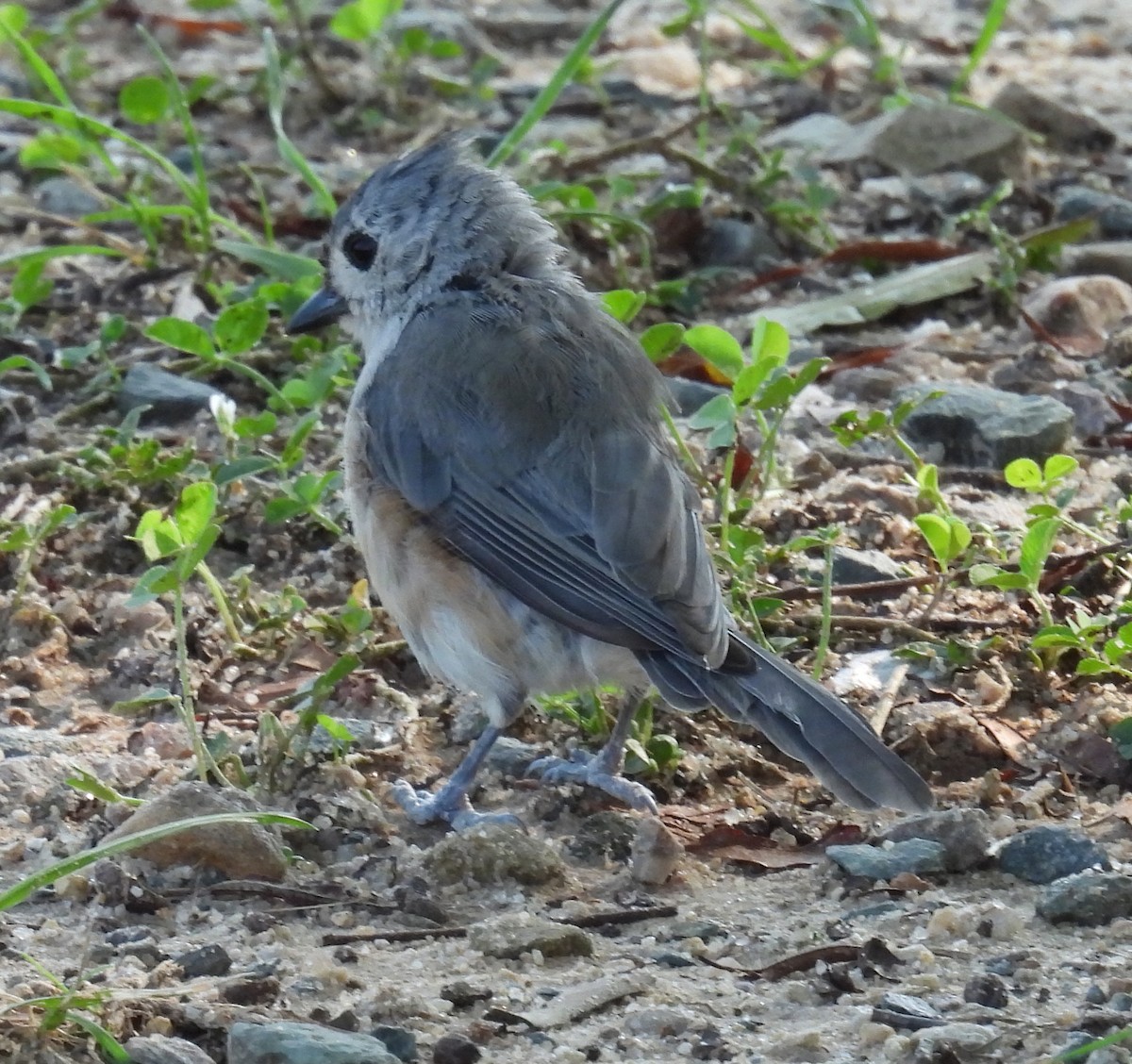 Tufted Titmouse - ML621915420