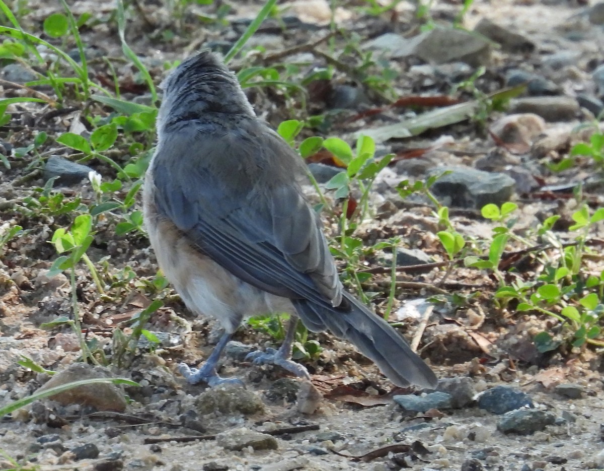 Tufted Titmouse - ML621915421