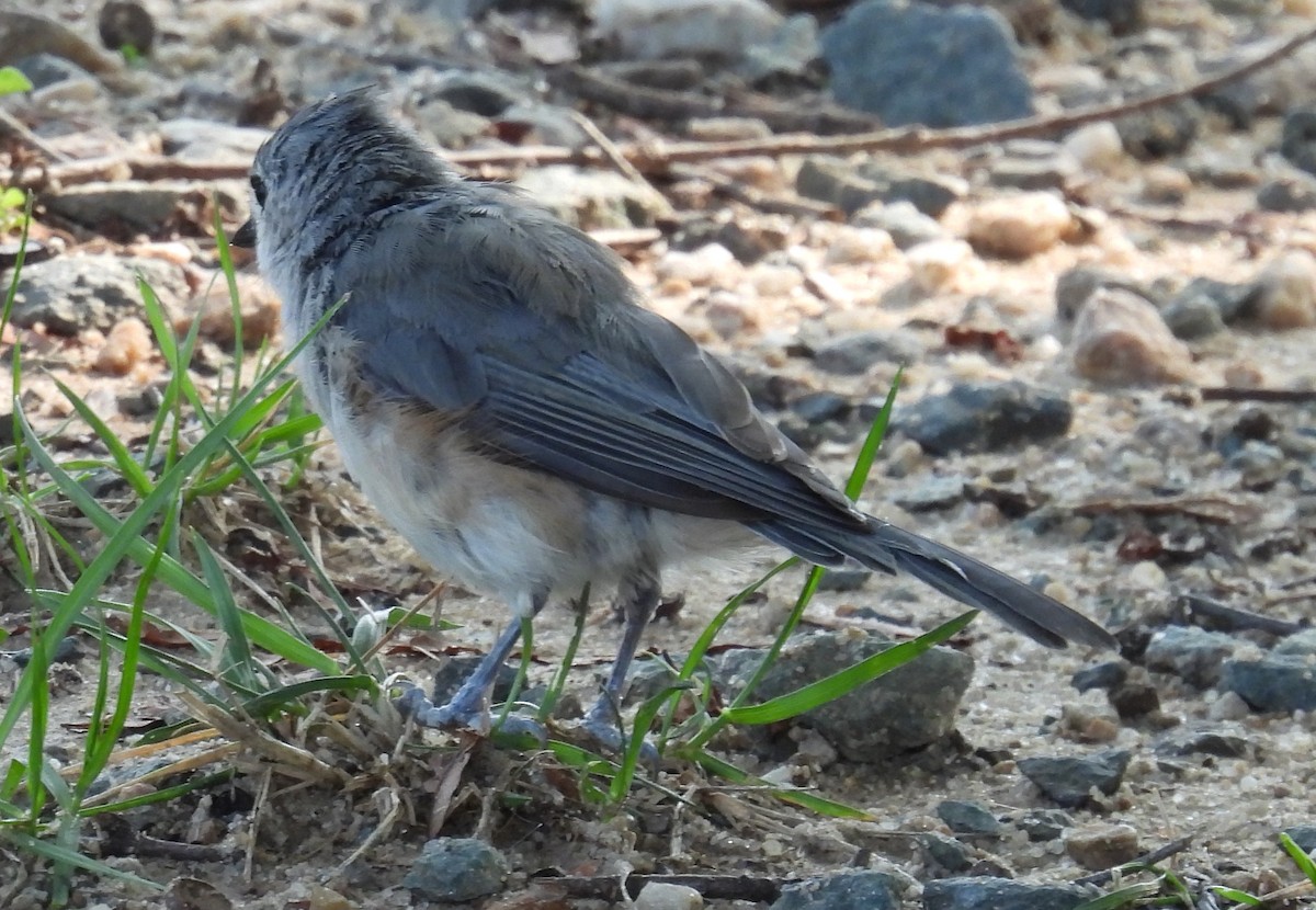 Tufted Titmouse - ML621915422