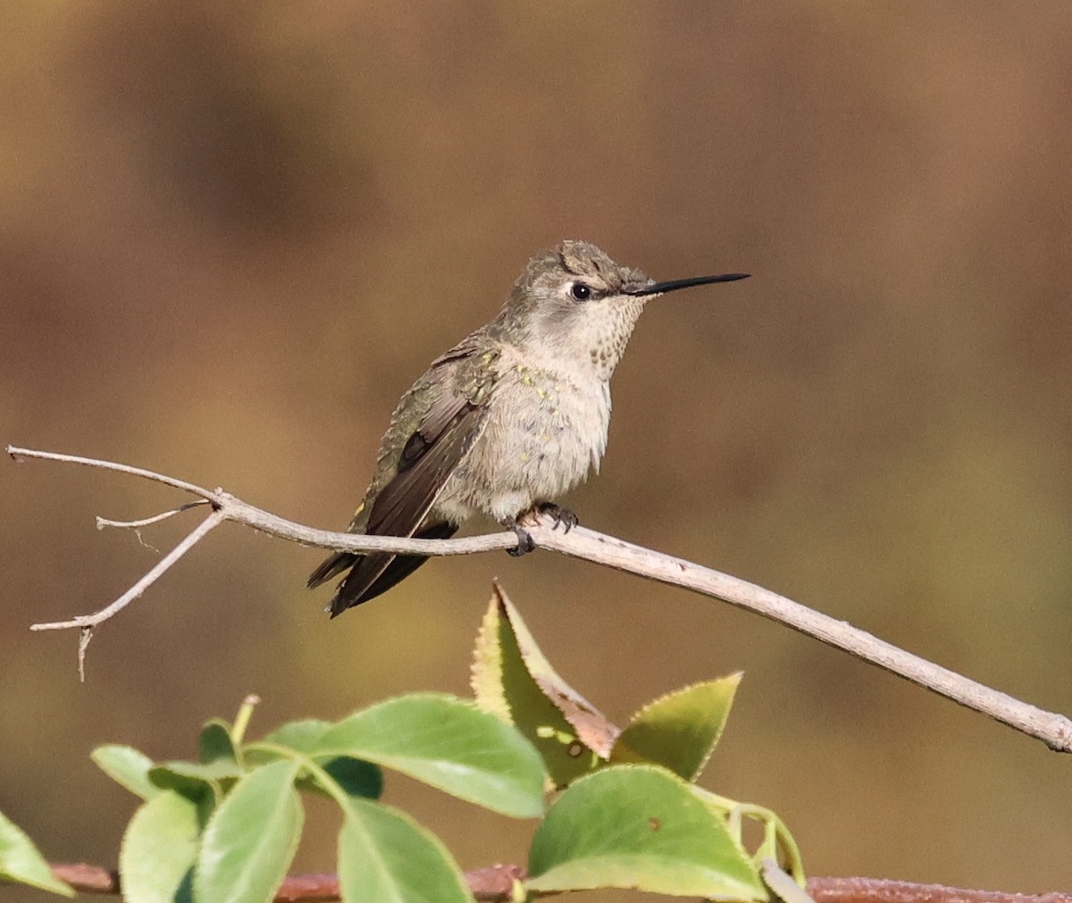 Trochilidae sp. - ML621915696