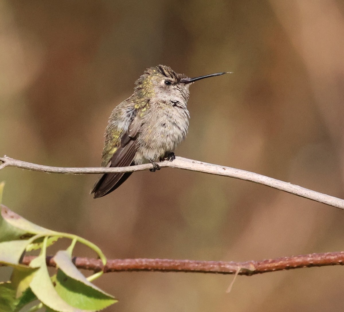 Trochilidae sp. - ML621915697