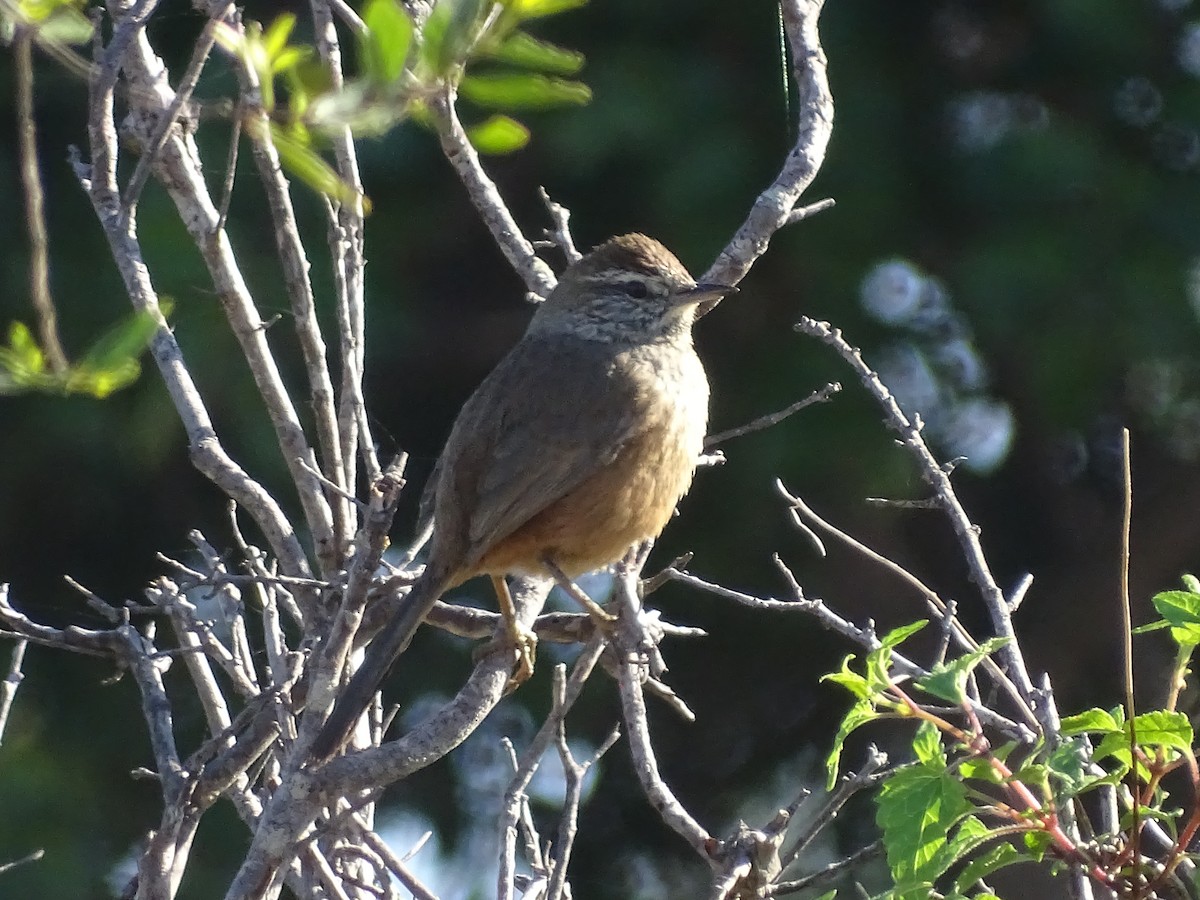 Dusky-tailed Canastero - José Ignacio Catalán Ruiz