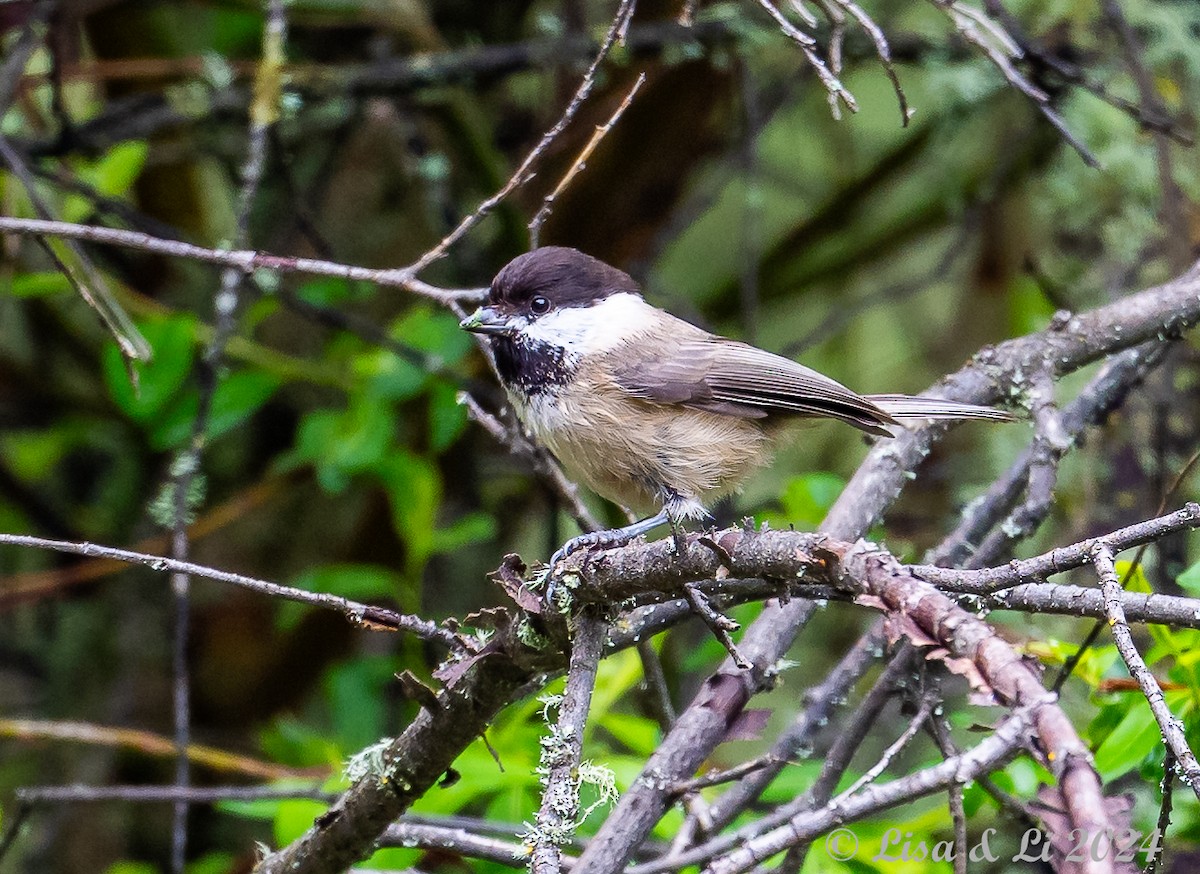 Sichuan Tit - ML621915775