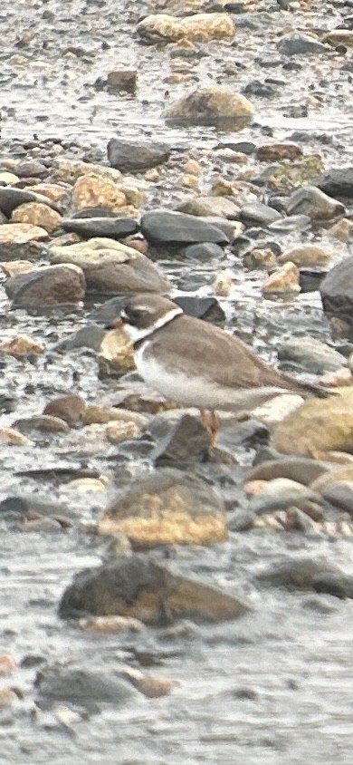 Semipalmated Plover - ML621915787