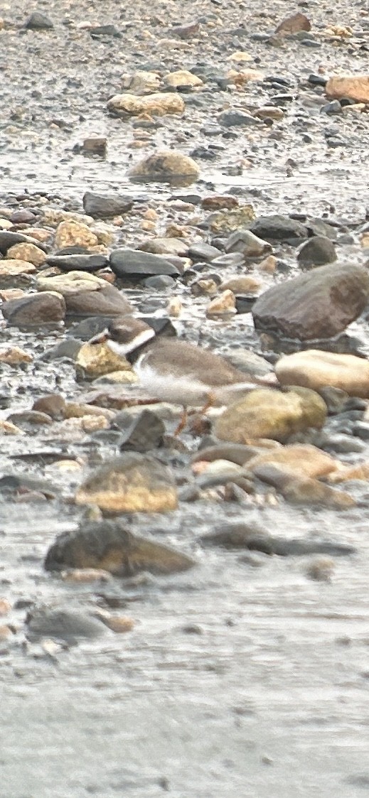 Semipalmated Plover - ML621915788