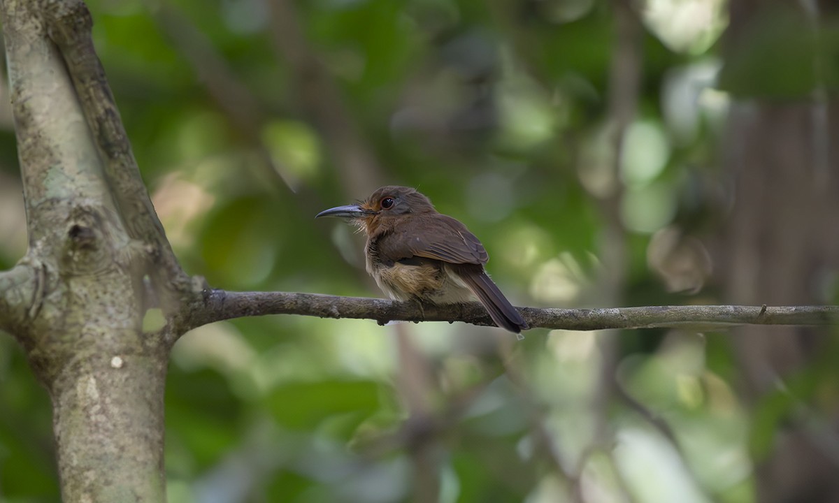 Fulvous-chinned Nunlet - ML621915832