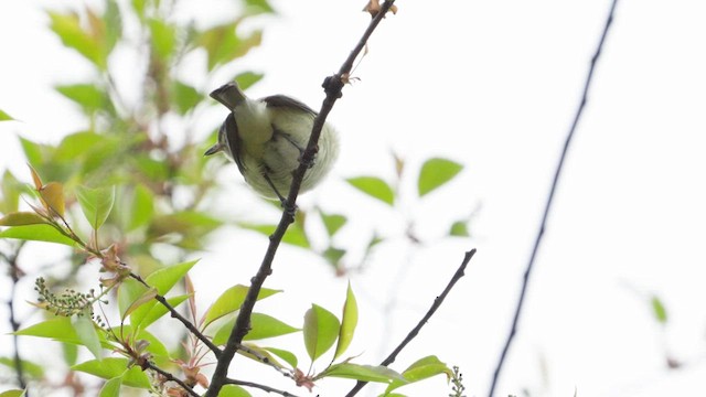 Warbling Vireo - ML621915861