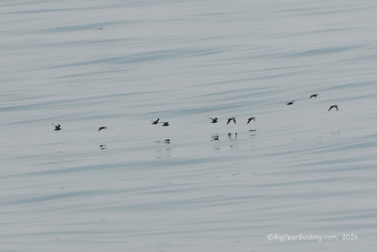 Red-necked Phalarope - Ethan Whitaker