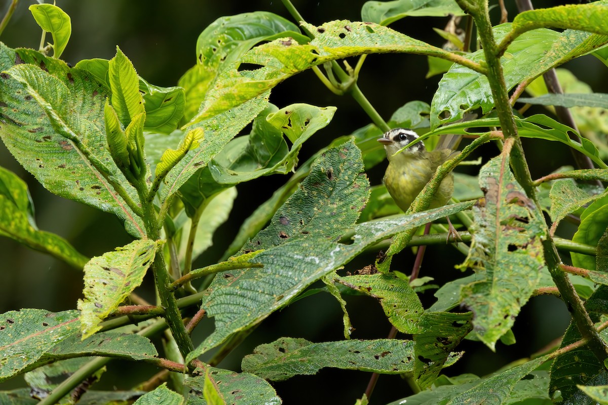 Three-striped Warbler (Three-striped) - ML621916195