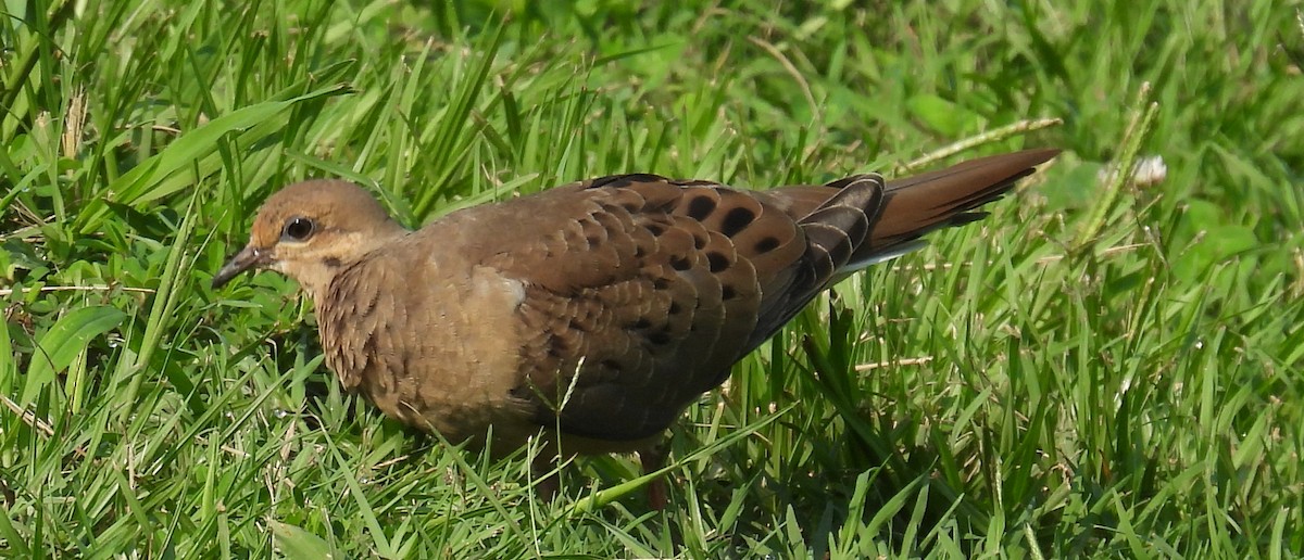 Mourning Dove - ML621916397