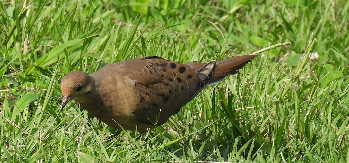 Mourning Dove - ML621916398