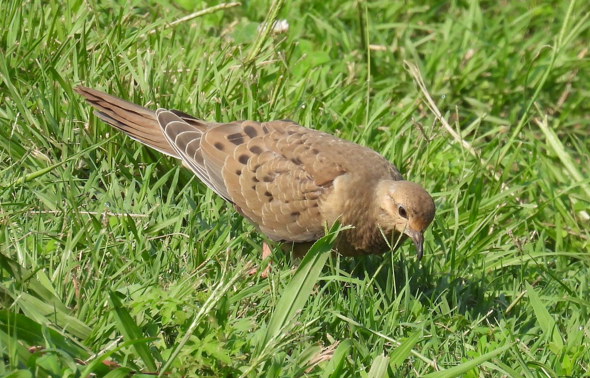 Mourning Dove - ML621916399