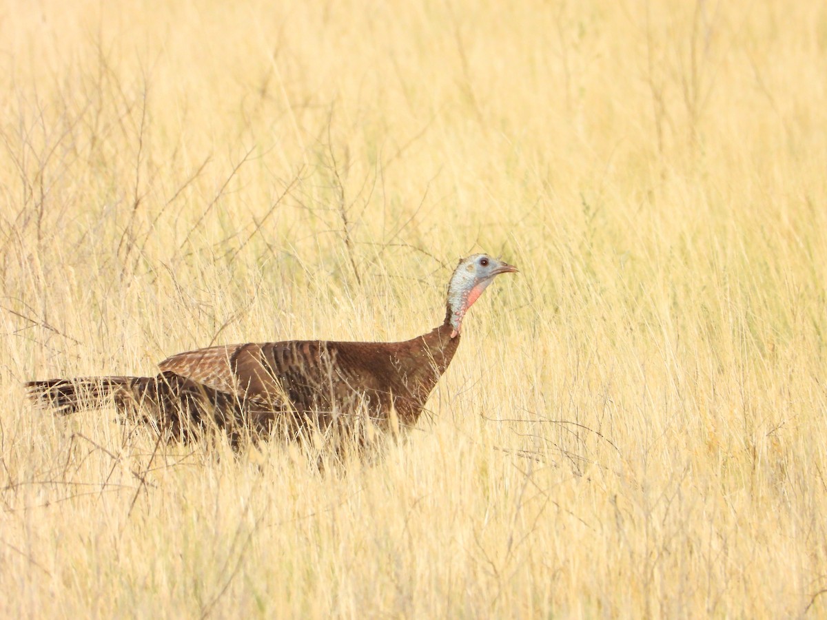 Guajolote Gallipavo - ML621916453