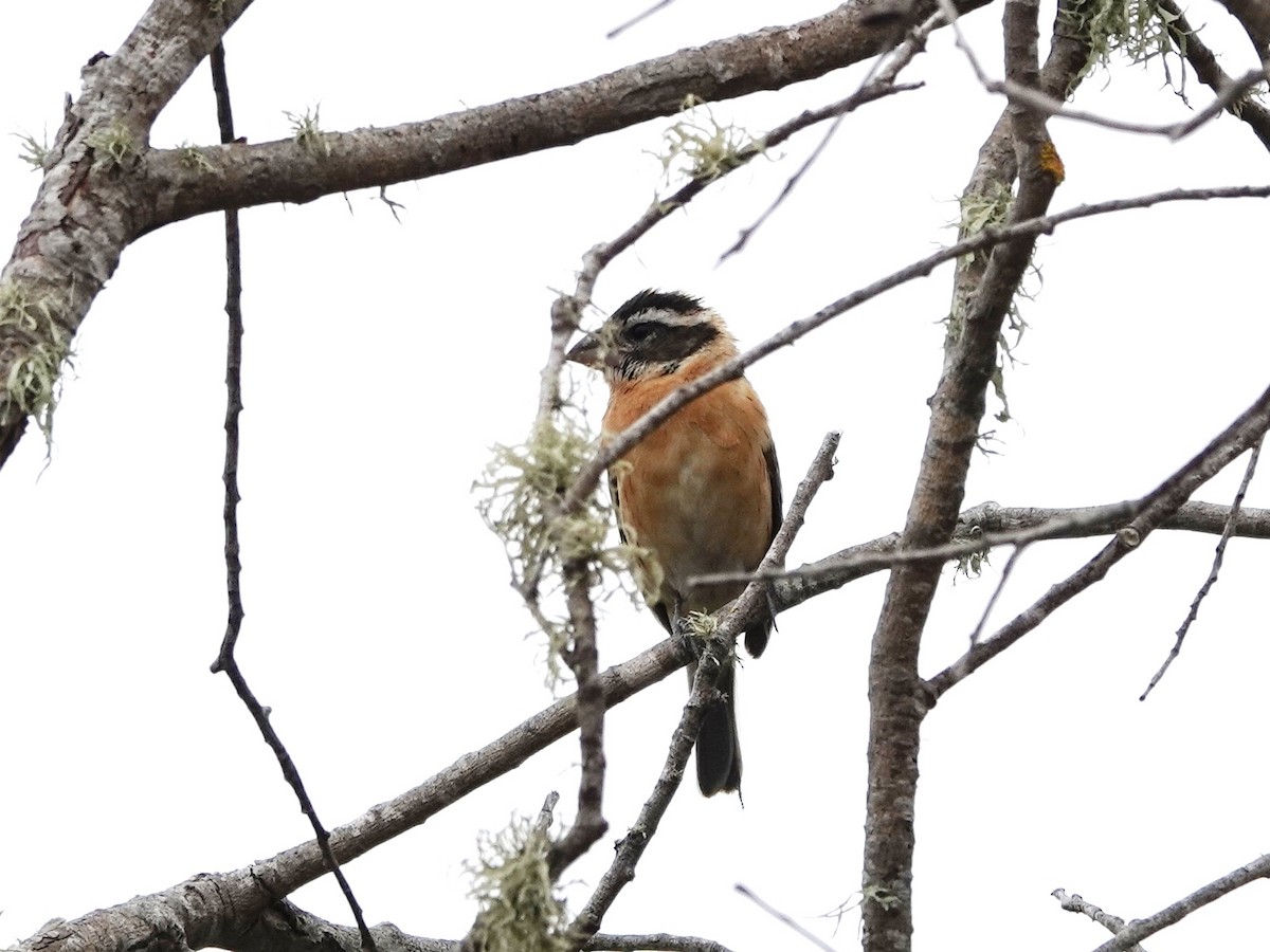 Black-headed Grosbeak - ML621916676