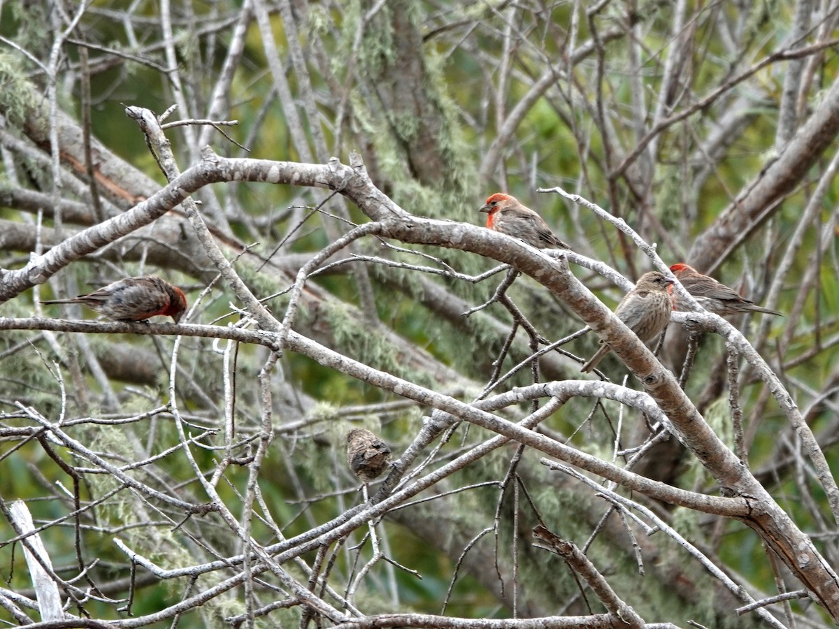 House Finch - ML621916706