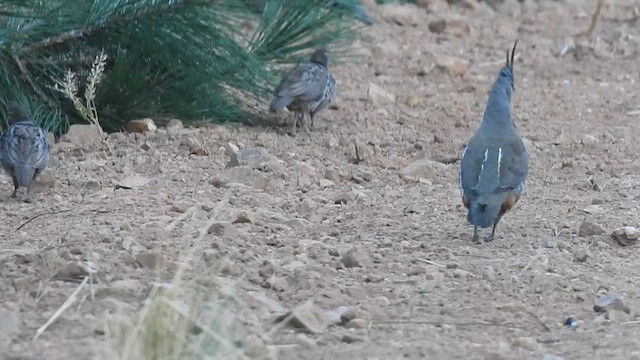 Mountain Quail - ML621916851
