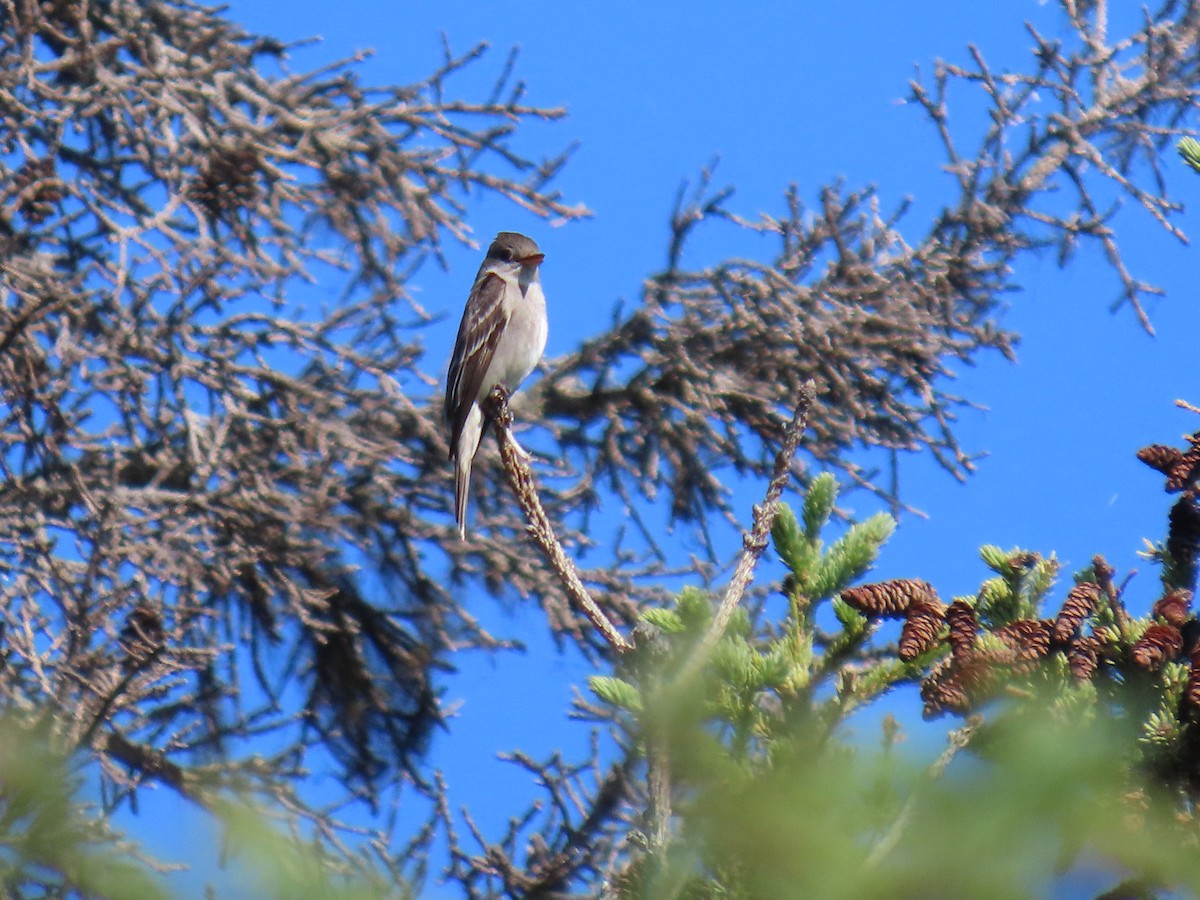 Western Wood-Pewee - ML621916871