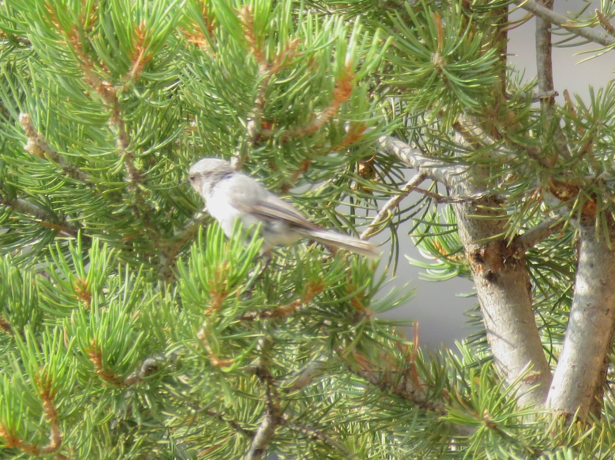 Bushtit - ML621917105