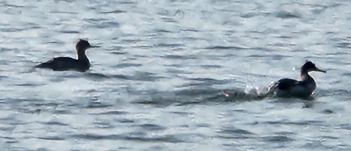 Red-breasted Merganser - ML621917181