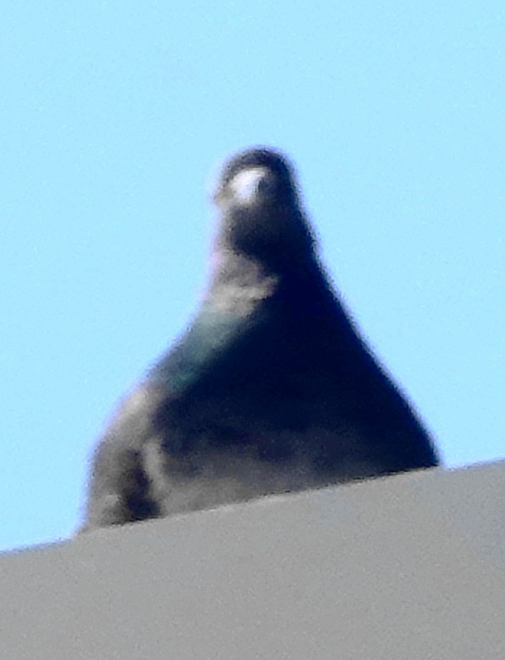 Rock Pigeon (Feral Pigeon) - ML621917235