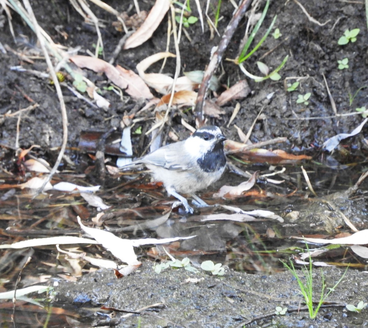 Mountain Chickadee - ML621917270