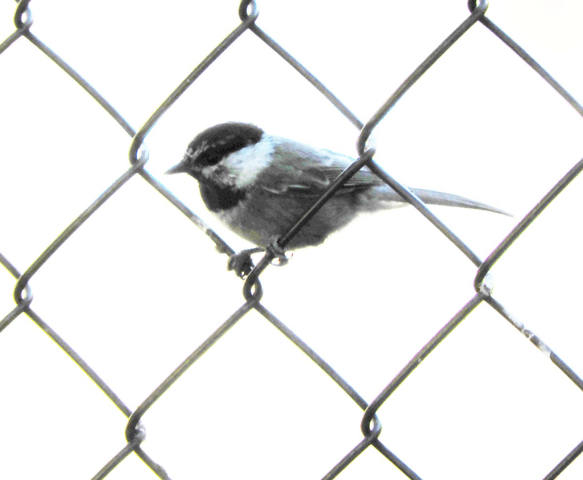 Mountain Chickadee - ML621917274