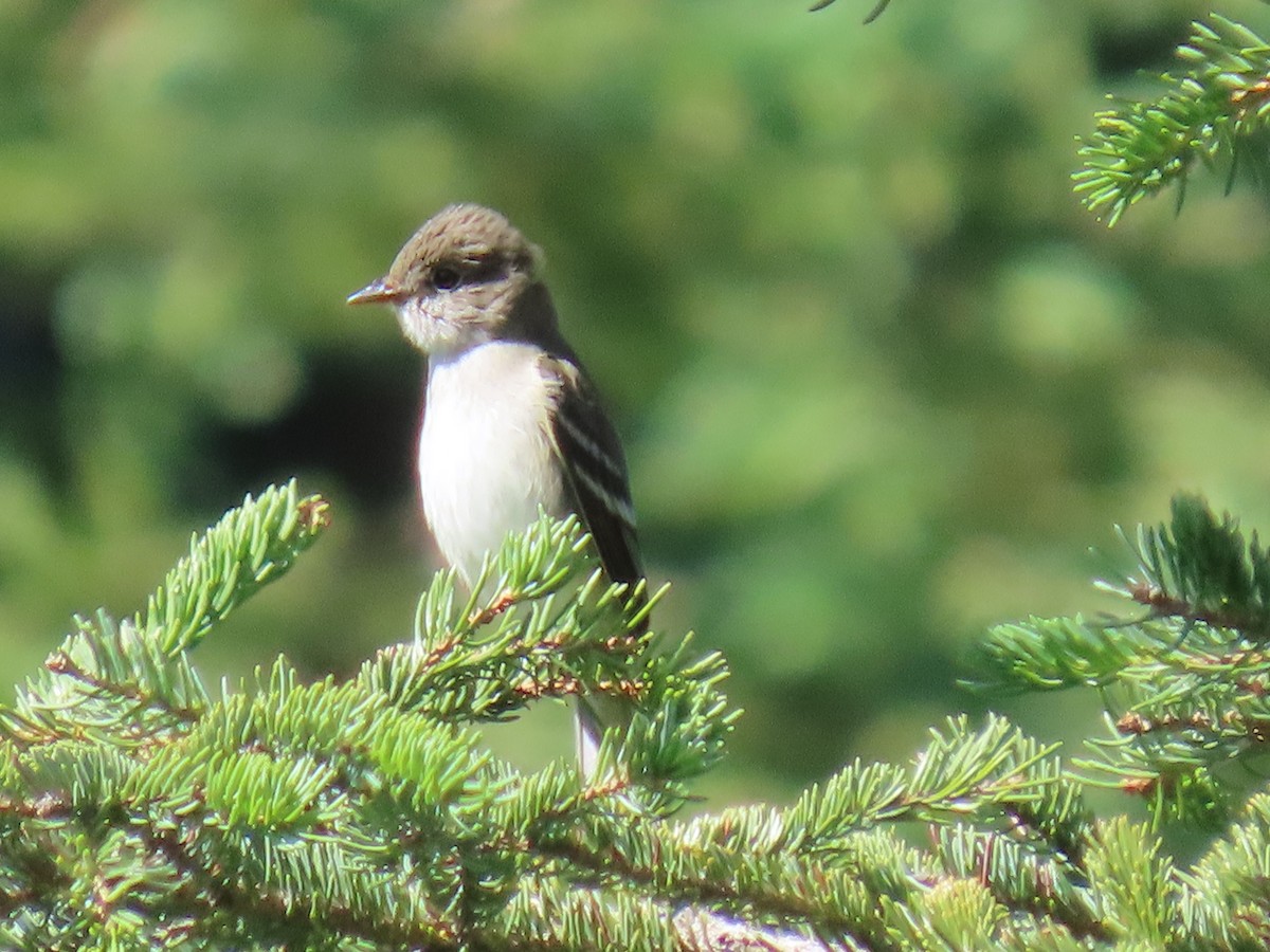 Western Wood-Pewee - ML621917278