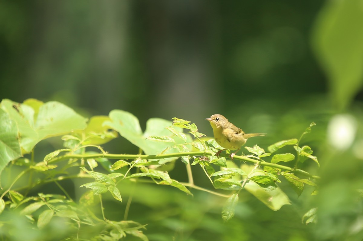 Common Yellowthroat - ML621917285