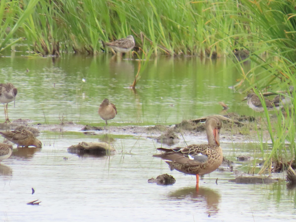 Northern Shoveler - ML621917324