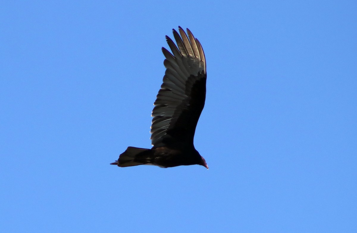 Turkey Vulture - ML621917372