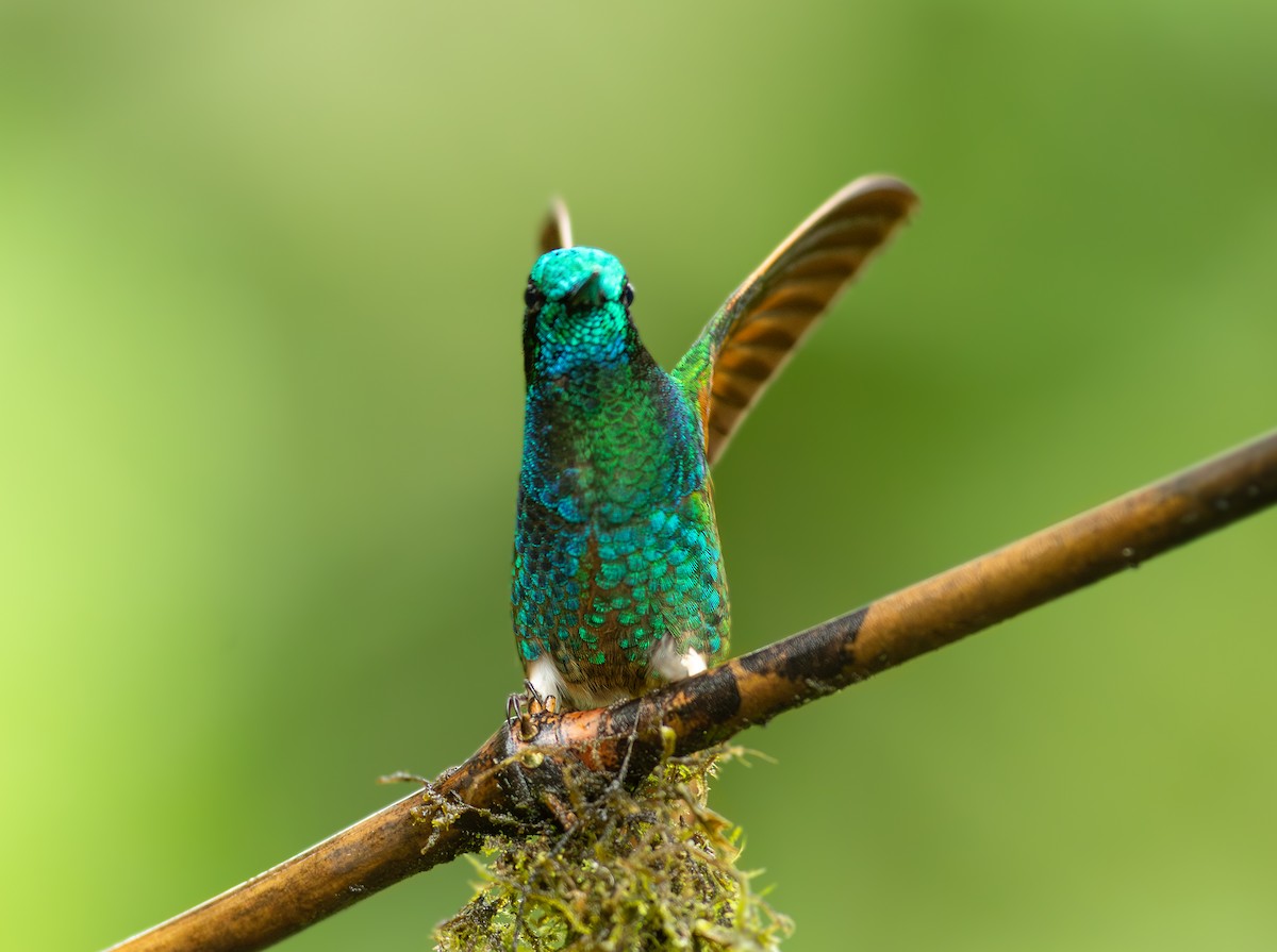 Buff-tailed Coronet - ML621917421