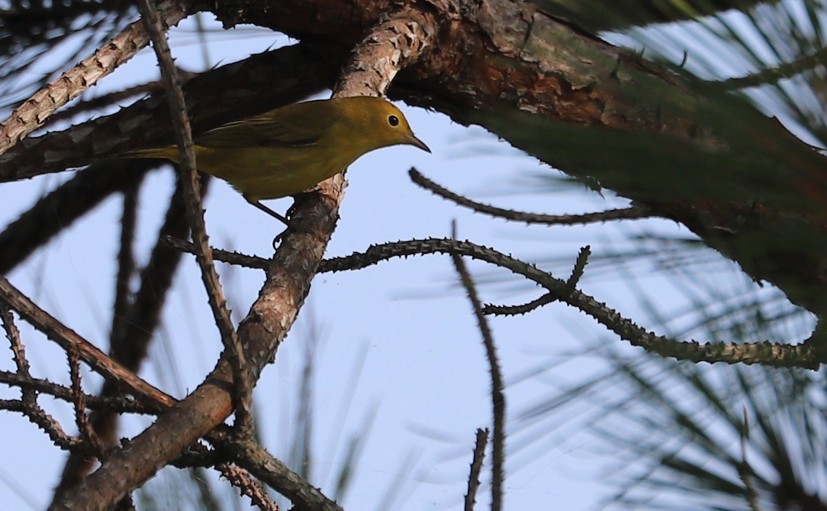 Yellow Warbler (Northern) - ML621917465