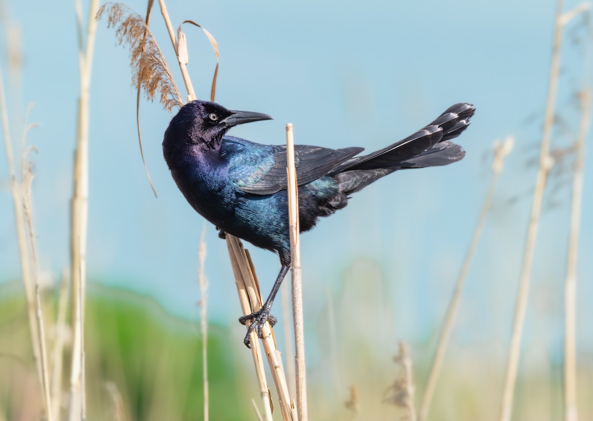 Boat-tailed Grackle - ML621917474