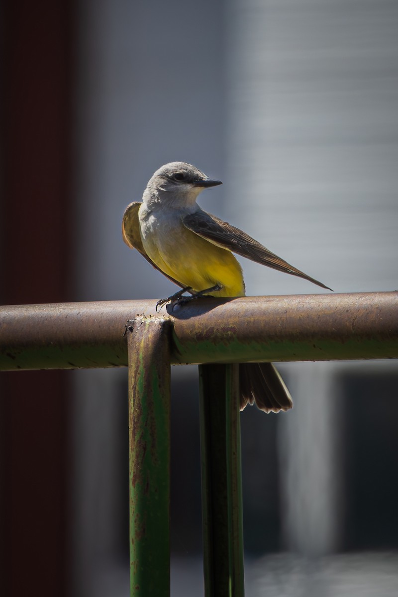 Western Kingbird - ML621917491