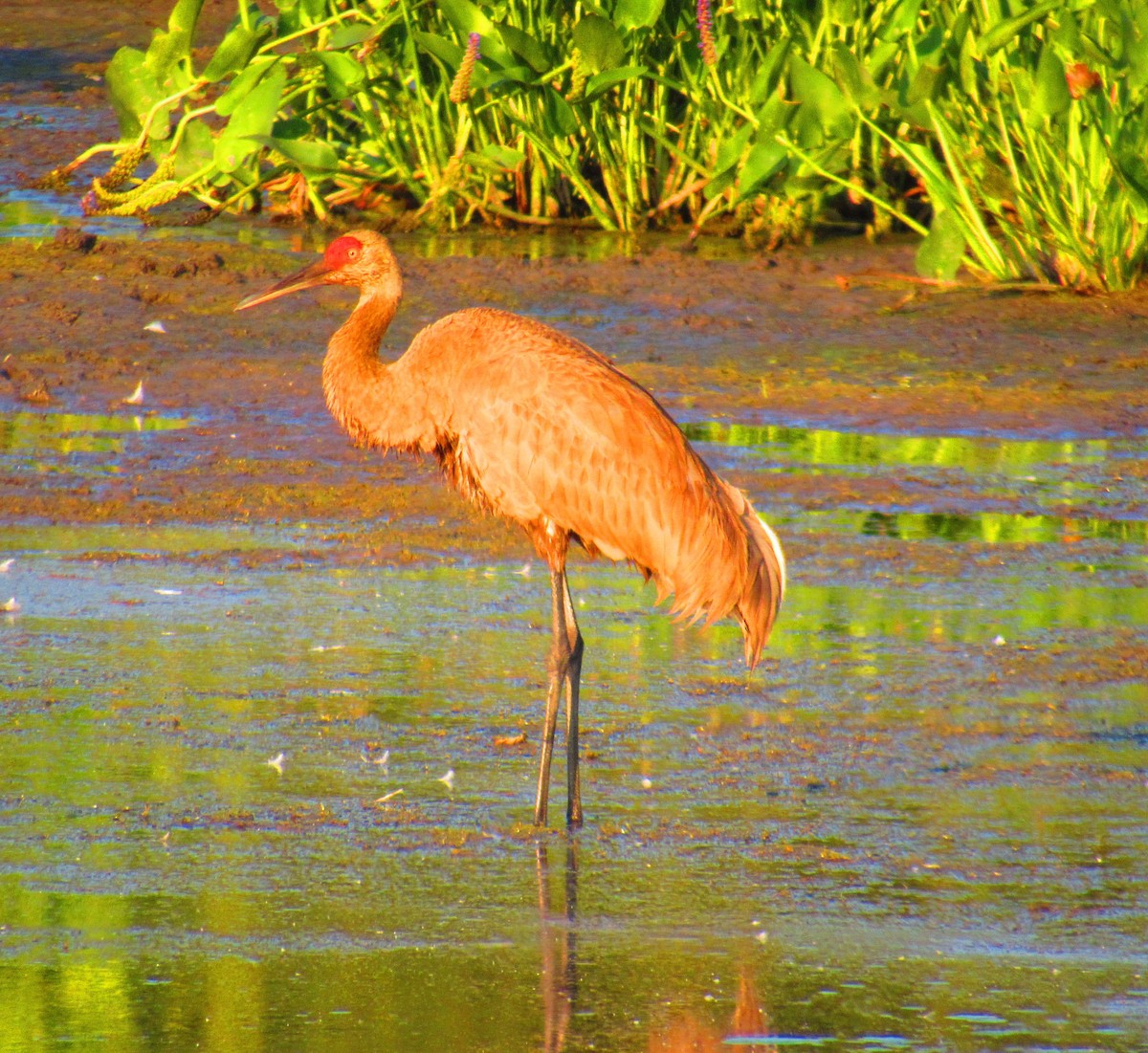 Sandhill Crane - ML621917589