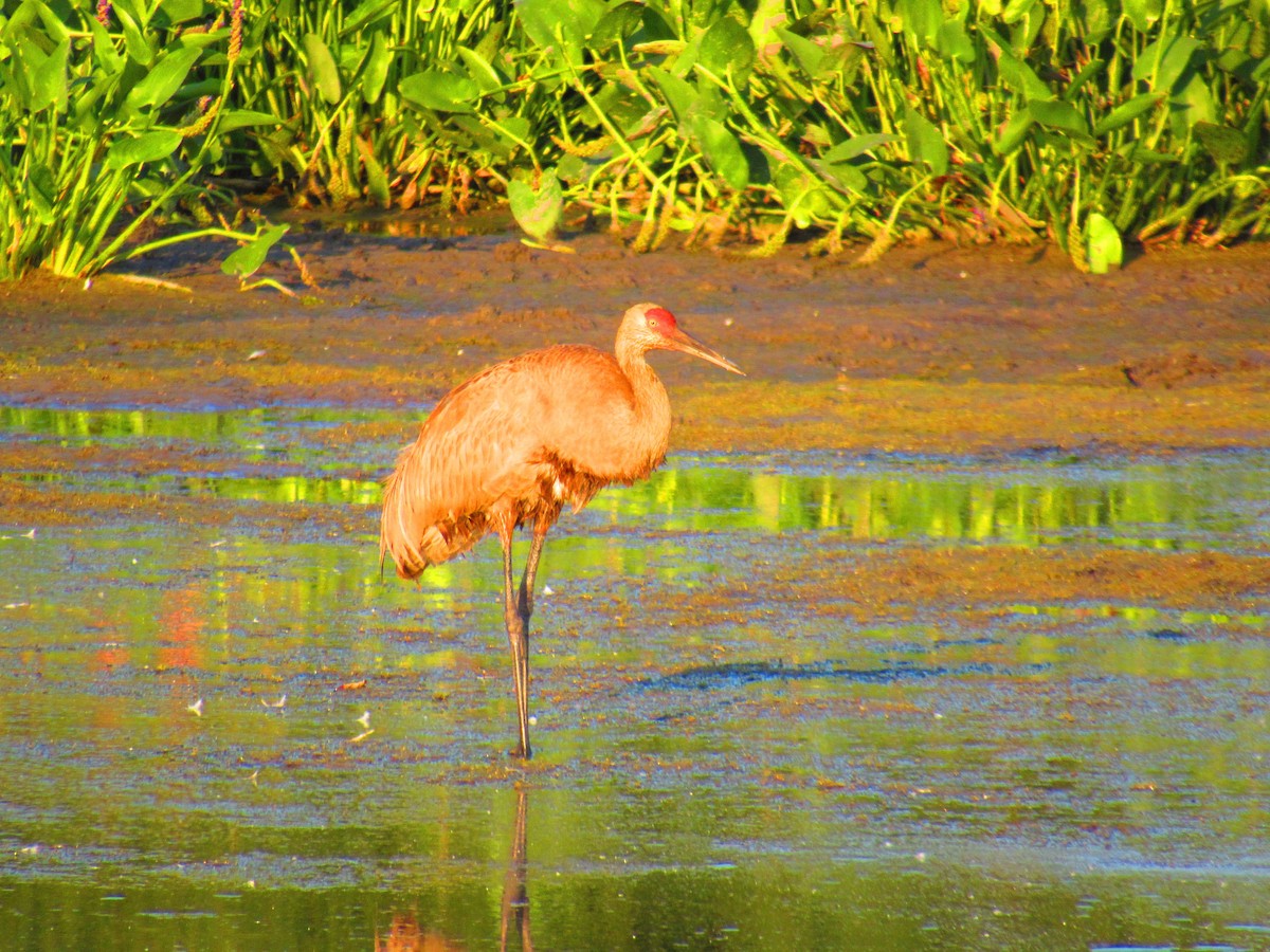 Sandhill Crane - ML621917600