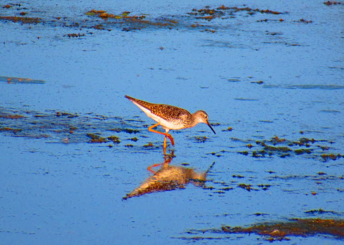 Lesser Yellowlegs - ML621917625