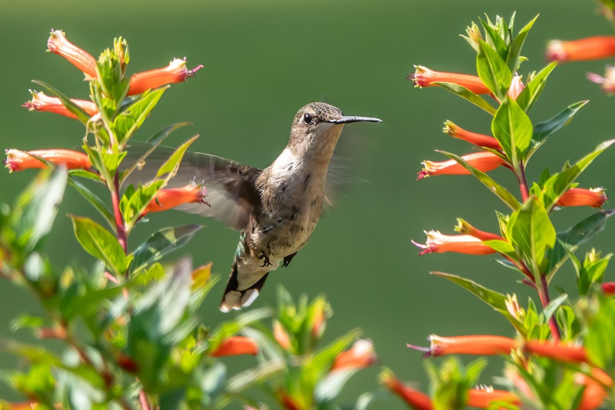 Ruby-throated Hummingbird - ML621917630