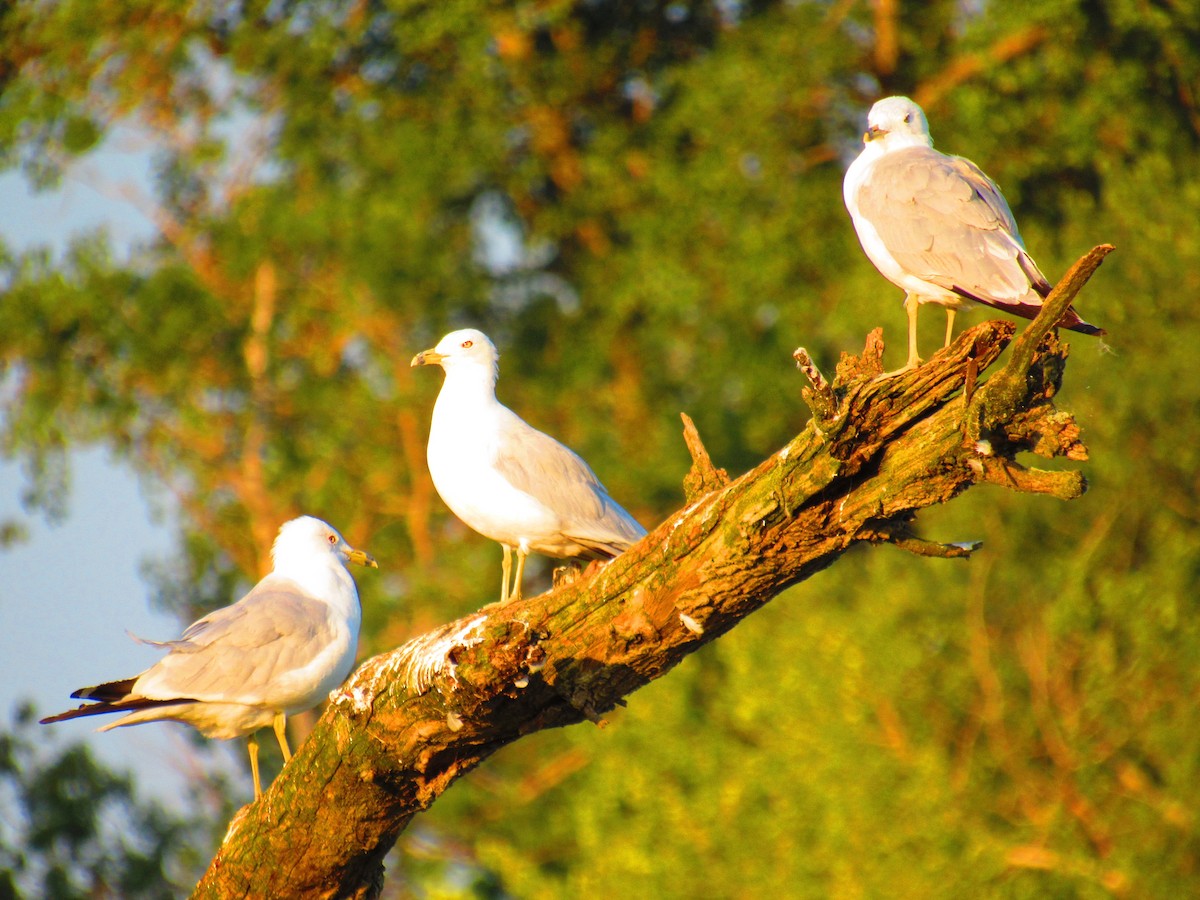 Ring-billed Gull - ML621917631
