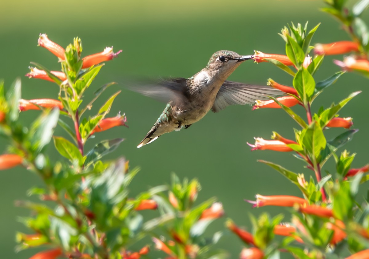 Ruby-throated Hummingbird - ML621917634